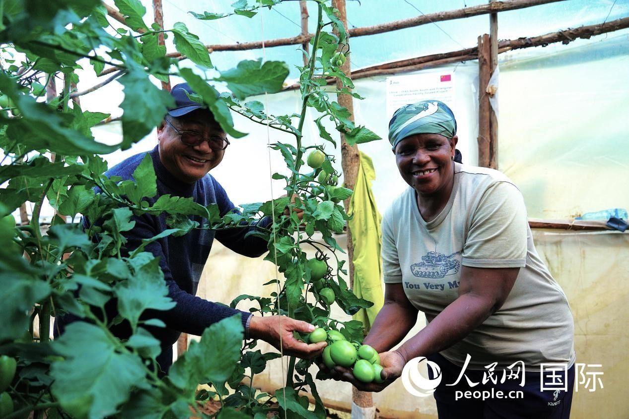 肯尼亞納庫(kù)魯郡，南京農(nóng)業(yè)大學(xué)援非專家劉高瓊和當(dāng)?shù)剞r(nóng)民瑪麗·姆旺吉在溫室大棚里查看番茄種植情況。人民網(wǎng)記者 黃煒鑫攝