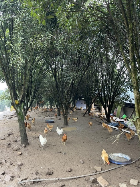 桂花林里的桂飛雞。劉軍國攝