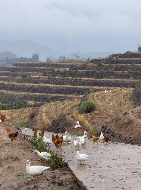 樨鄉(xiāng)記生態(tài)農(nóng)莊一隅。劉軍國攝