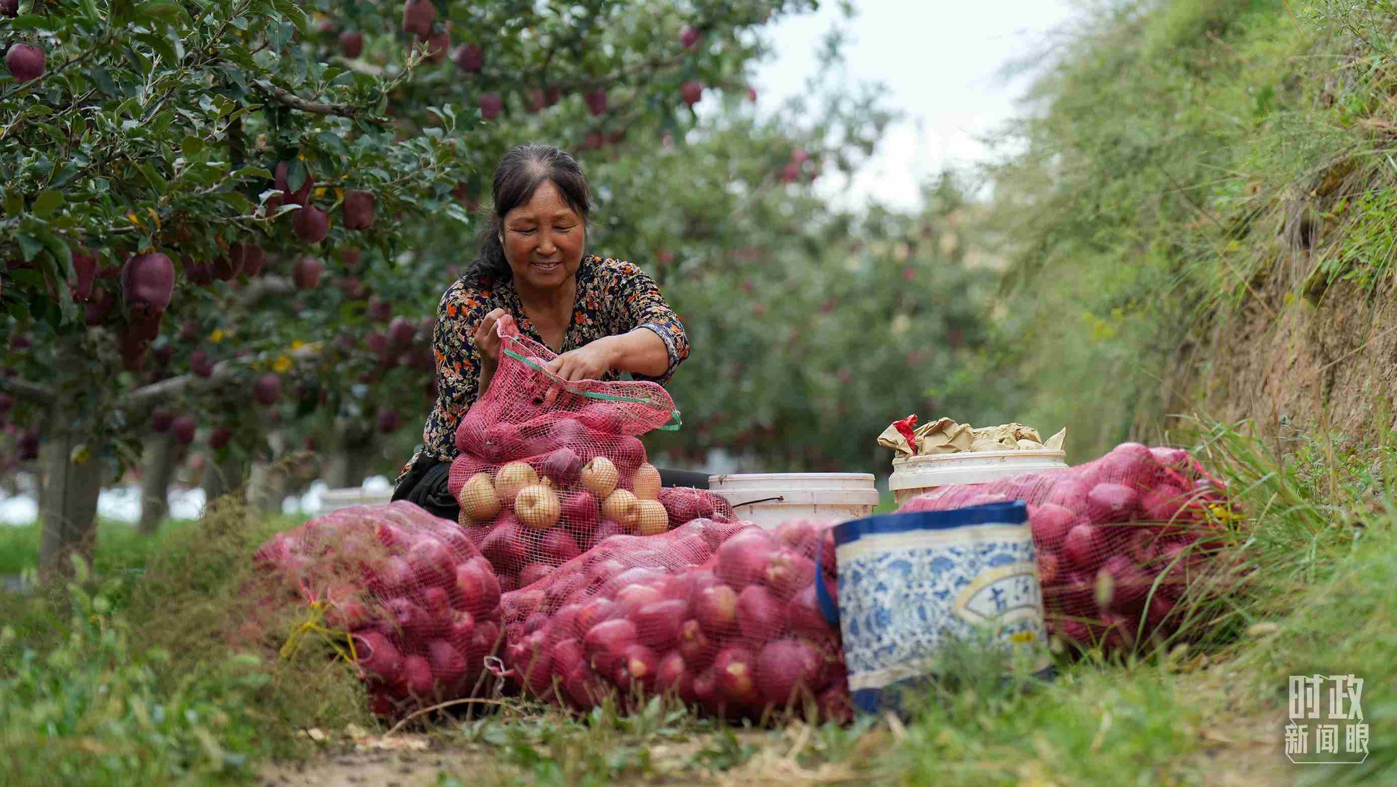 △甘肅天水的花牛蘋果已經(jīng)成為當?shù)厝罕姷摹吧鷳B(tài)果”“致富果”。（總臺記者李晉拍攝）