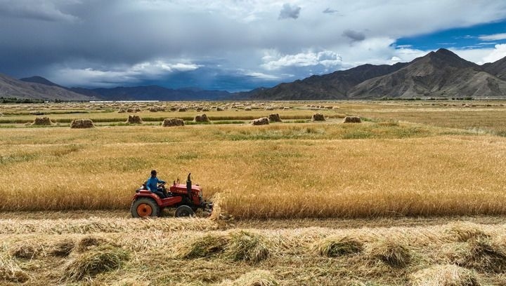 2024年9月10日在西藏日喀則市白朗縣巴扎鄉(xiāng)拍攝的秋收場景（無人機(jī)照片）。新華社記者 晉美多吉 攝