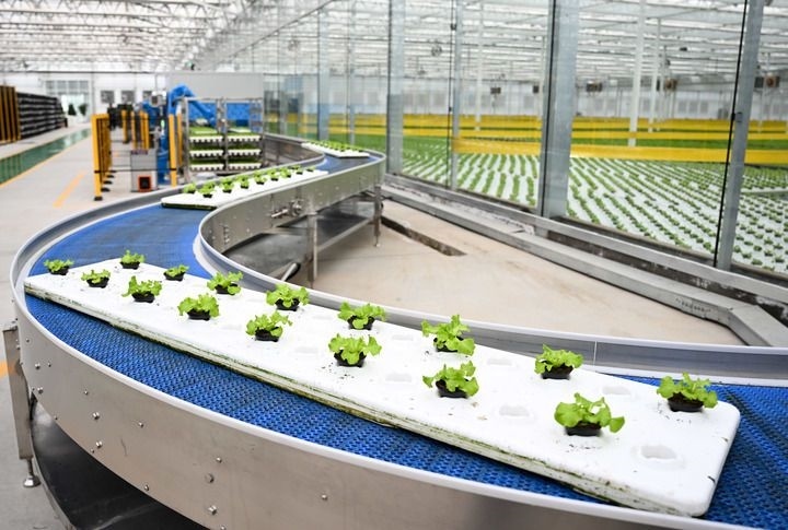 2024年12月12日在內(nèi)蒙古鄂爾多斯市達(dá)拉特旗內(nèi)蒙古現(xiàn)代數(shù)字農(nóng)業(yè)科技產(chǎn)業(yè)園拍攝的生菜苗。 新華社記者 貝赫 攝