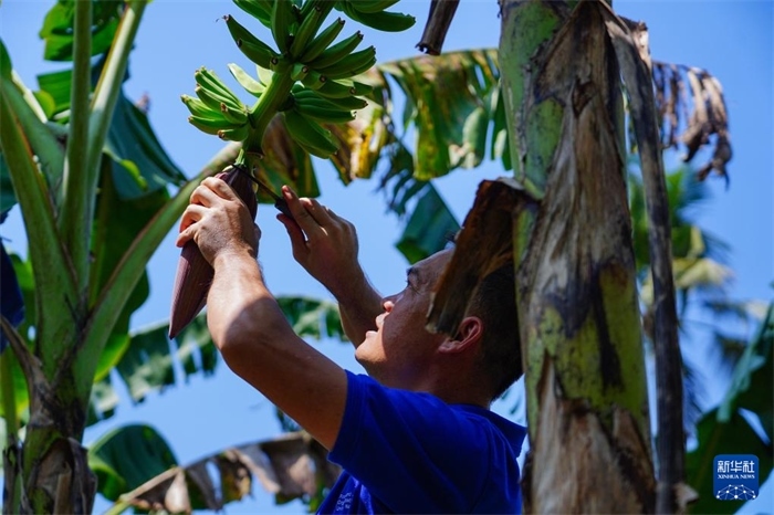 12月23日，中國熱帶農業(yè)科學院專家趙增賢在斯里蘭卡馬坎杜拉為當地農戶做技術示范。新華社記者 陳冬書 攝