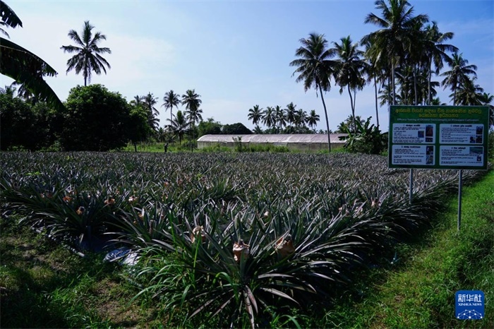 這是12月23日在斯里蘭卡馬坎杜拉拍攝的中國技術試驗田菠蘿田。新華社記者 陳冬書 攝