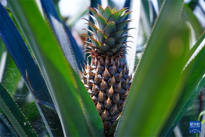 這是12月23日在斯里蘭卡馬坎杜拉拍攝的中國技術試驗田里的菠蘿。新華社記者 陳冬書 攝