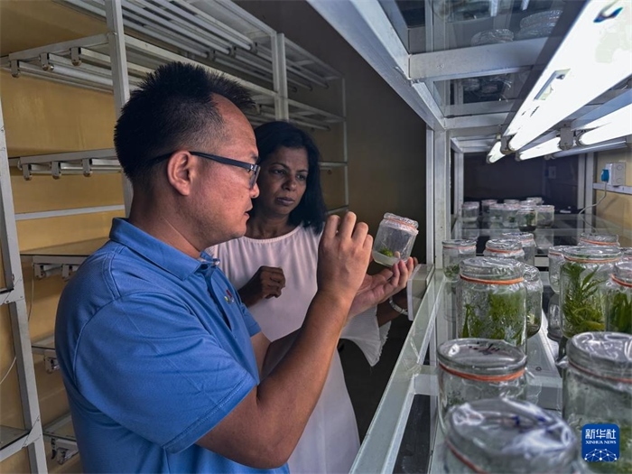 12月23日，在斯里蘭卡馬坎杜拉，中國專家與斯里蘭卡馬坎杜拉可持續(xù)農業(yè)與發(fā)展研究中心主任達莎妮·賈亞曼納交流。新華社發(fā)（中國、聯合國糧農組織與斯里蘭卡南南合作項目專家組供圖）