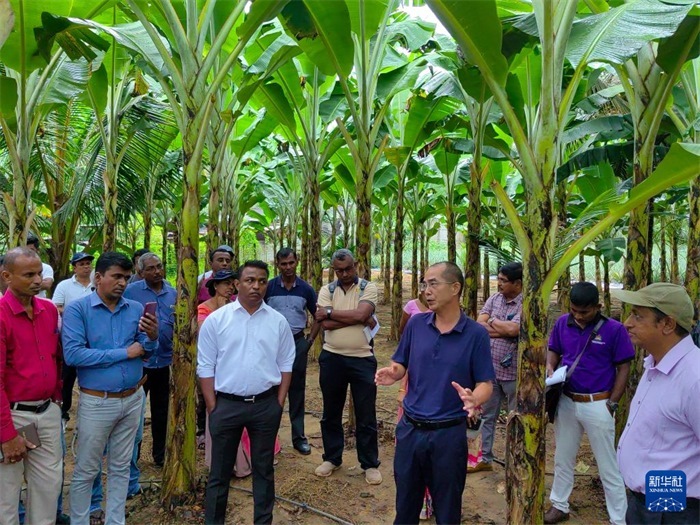 10月10日，在斯里蘭卡霍勒訥的一處香蕉示范基地，中國、聯合國糧農組織與斯里蘭卡南南合作項目中國專家組組長孫德權為當地農民進行技術培訓。新華社發(fā)（中國、聯合國糧農組織與斯里蘭卡南南合作項目專家組供圖）