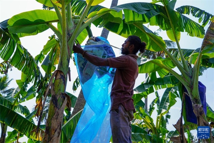 12月23日，在斯里蘭卡馬坎杜拉，農民在香蕉試驗田里學習套袋技術。新華社記者 陳冬書 攝