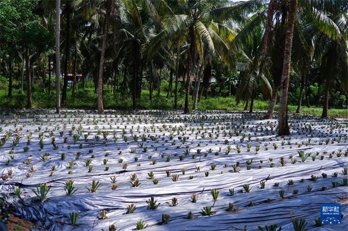 這是12月23日在斯里蘭卡馬坎杜拉拍攝的農民里尚·普爾納的菠蘿田。新華社記者 陳冬書 攝