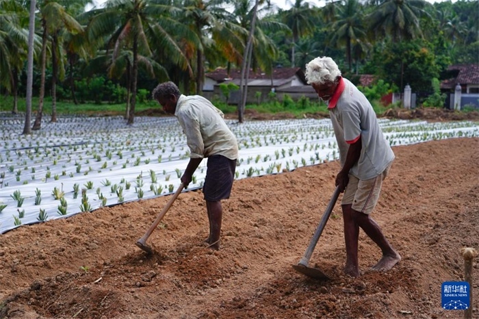 12月23日，斯里蘭卡馬坎杜拉的農民在菠蘿田地里勞作。新華社記者 陳冬書 攝