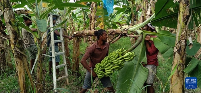 12月28日，在斯里蘭卡馬坎杜拉，當地農民收獲香蕉。新華社發(fā)（中國、聯合國糧農組織與斯里蘭卡南南合作項目專家組供圖）