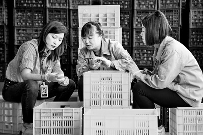 為拓展柿子產(chǎn)業(yè)發(fā)展新途徑，在陜西富平淡村鎮(zhèn)，歸國(guó)留學(xué)生王薇參與創(chuàng)建了一座柿酒酒莊。新華社發(fā)