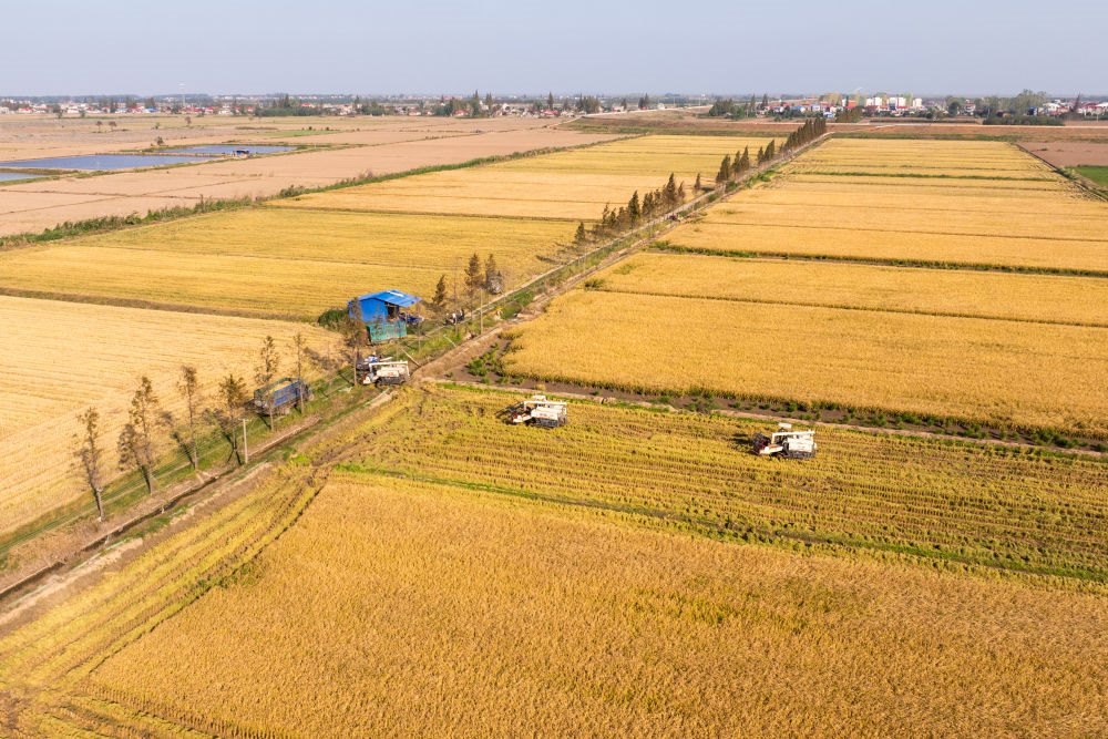 2024年11月1日，在湖南華容縣團洲垸，村民駕駛收割機收獲水稻（無人機照片）。新華社記者陳思汗 攝