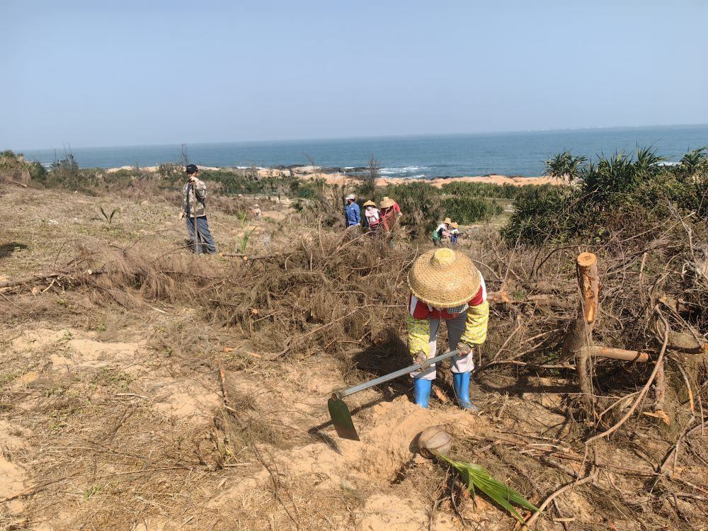 2025年1月19日，在海南文昌市，工人正在修復(fù)海岸防風(fēng)林。新華社記者吳茂輝 攝