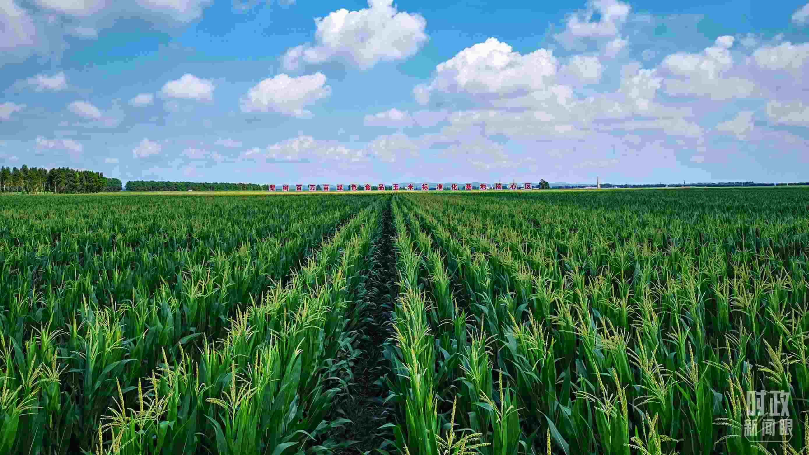 △吉林四平，梨樹縣地處黃金玉米帶。（總臺央視記者張曉鵬拍攝）
