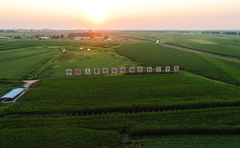 2020年7月23日拍攝的吉林省梨樹縣國家百萬畝綠色食品原料（玉米）標(biāo)準(zhǔn)化生產(chǎn)基地核心示范區(qū)（無人機(jī)照片）。新華社記者 許暢 攝