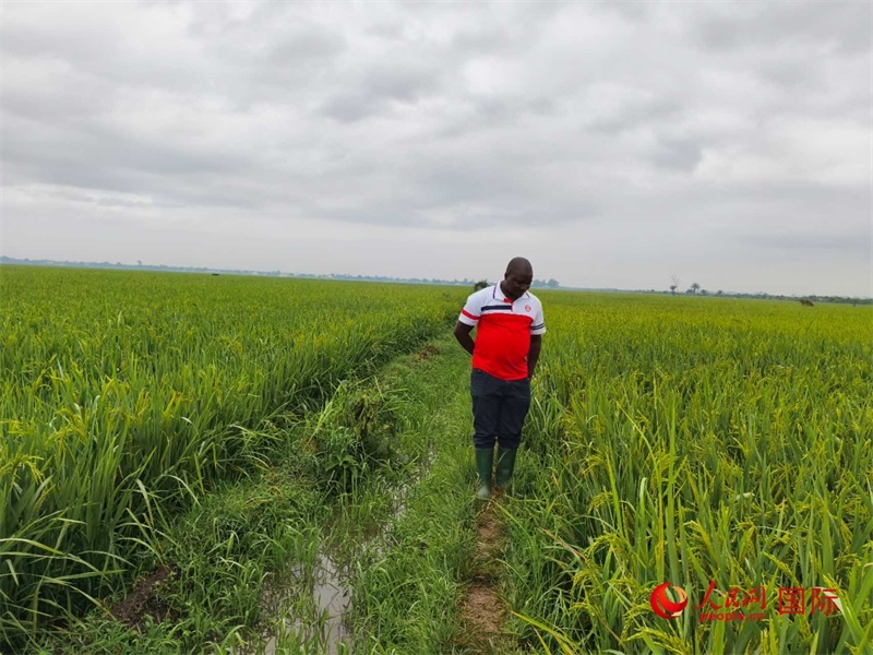 當(dāng)?shù)剞r(nóng)民正在查看水稻的長勢。人民網(wǎng)記者 黃培昭攝