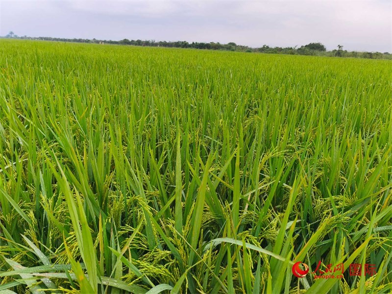 長勢喜人的水稻。人民網(wǎng)記者 黃培昭攝