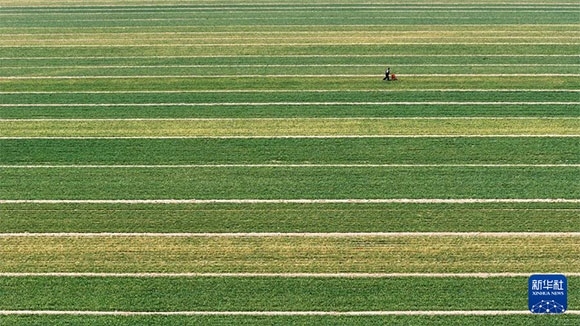 3月14日，在菏澤市鄆城縣潘渡鎮(zhèn)，農(nóng)民在麥田里施肥（無人機(jī)照片）。