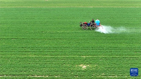 3月14日，在菏澤市鄆城縣郭屯鎮(zhèn)，農(nóng)民在麥田里噴灑除草劑（無人機(jī)照片）。