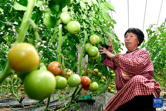 3月13日，在菏澤市鄆城縣張營(yíng)街道，農(nóng)民在設(shè)施大棚里打理西紅柿。