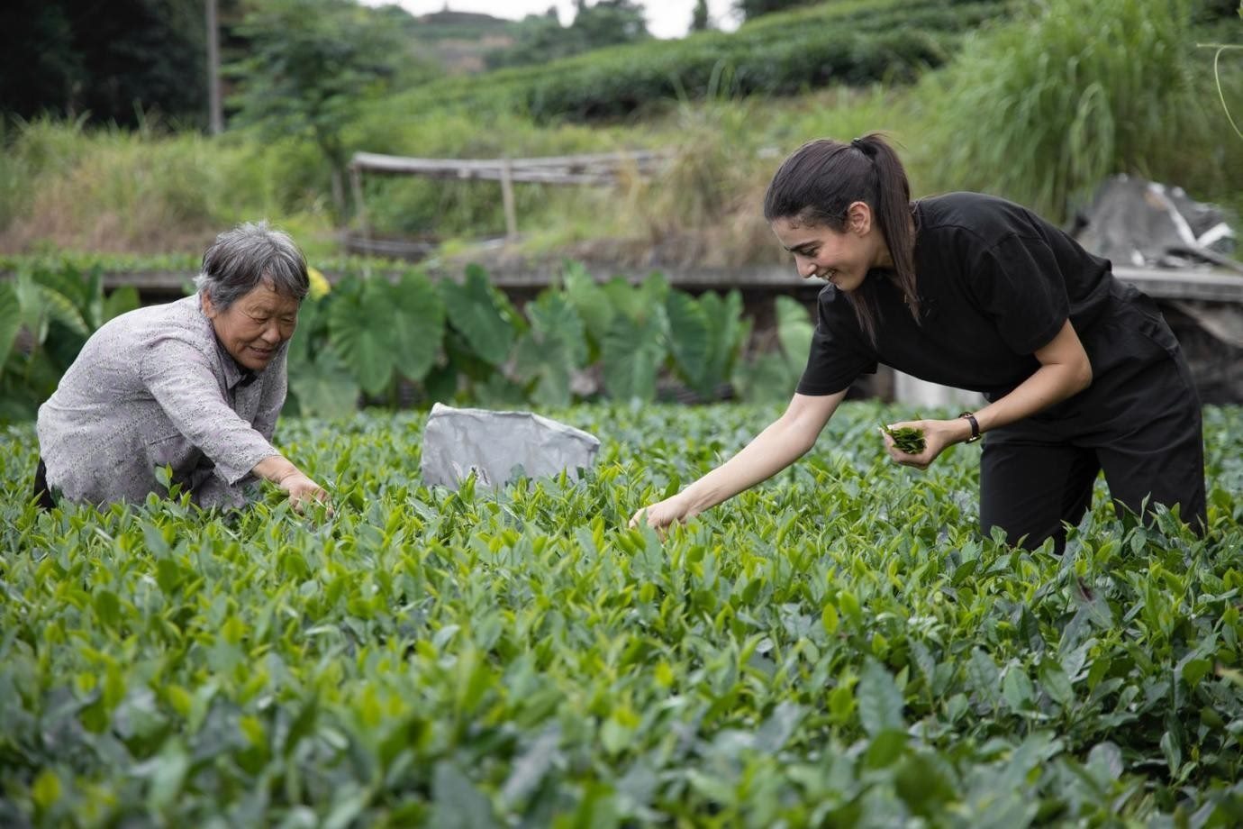 卡友琪在福建采茶。受訪者供圖