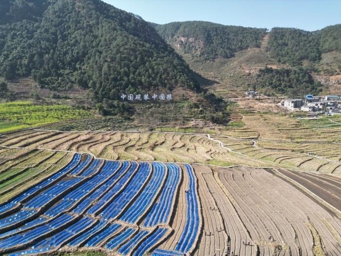 △近日，四川涼山一現(xiàn)代農(nóng)業(yè)園春耕育秧?yè)屴r(nóng)時(shí)。