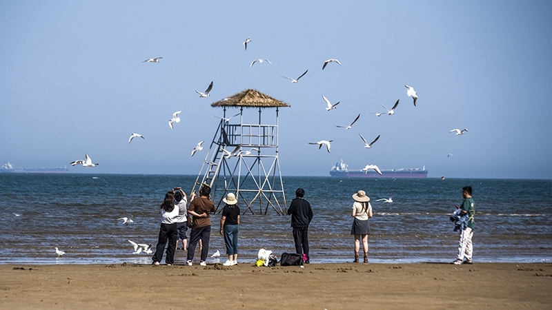 2024年5月12日，河北秦皇島，北戴河鴿子窩公園成群海鷗在天空中自由翱翔，與大海、藍(lán)天構(gòu)成了一幅美麗的畫(huà)卷。