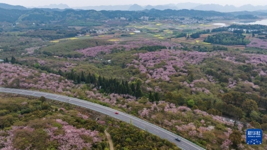 清鎮(zhèn)市紅楓湖鎮(zhèn)右二村旁的道路與花海相映（4月5日攝，無人機(jī)照片）。