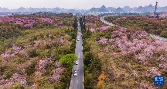 游客驅(qū)車前來清鎮(zhèn)市紅楓湖鎮(zhèn)右二村踏青游玩（4月5日攝，無人機(jī)照片）。