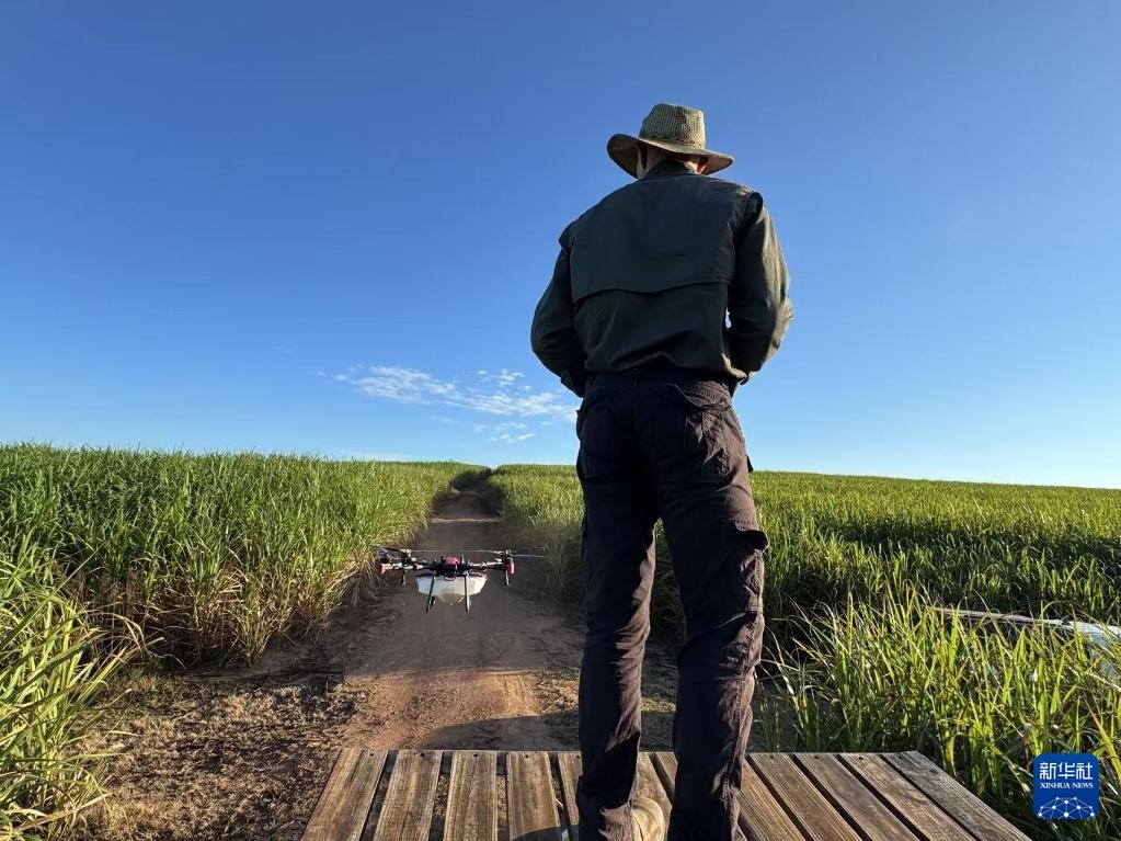 3月25日，在南非夸祖魯-納塔爾省的方廷希爾莊園，飛手操縱無人機為甘蔗林噴灑藥劑。新華社記者 白舸 攝