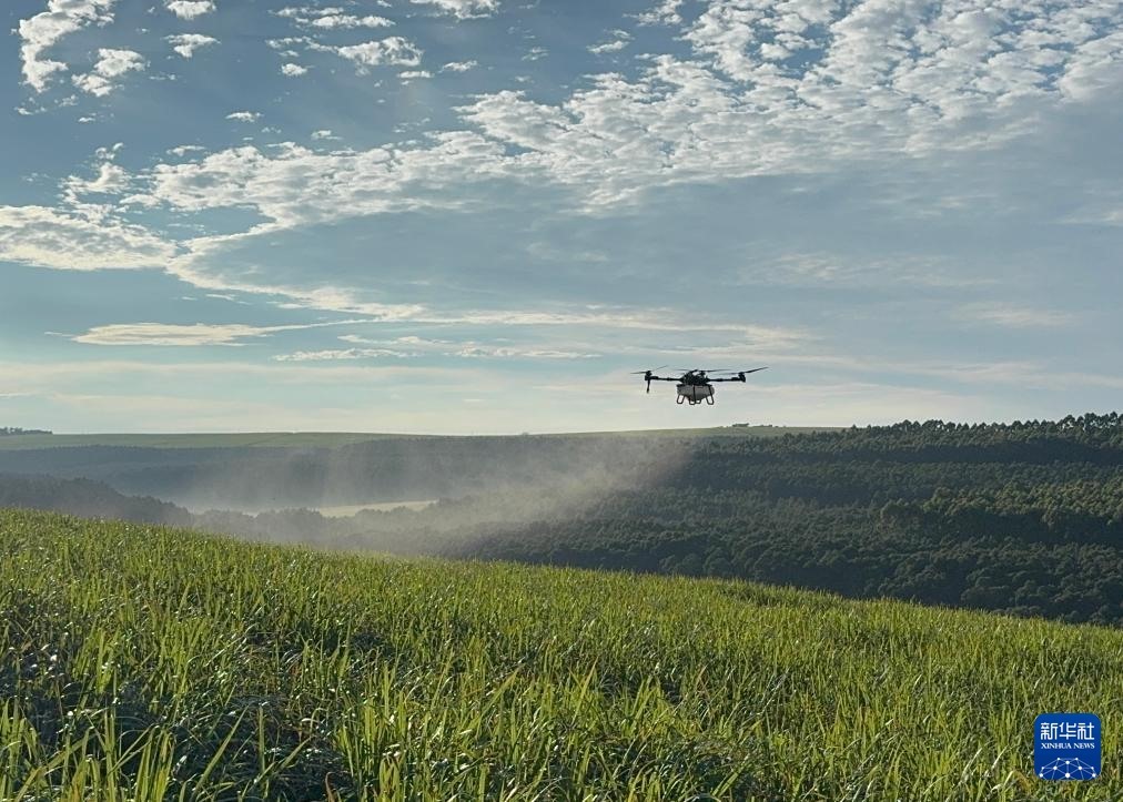 3月25日，在南非夸祖魯-納塔爾省的方廷希爾莊園，中國農(nóng)用無人機為甘蔗林噴灑殺菌劑。新華社記者 白舸 攝