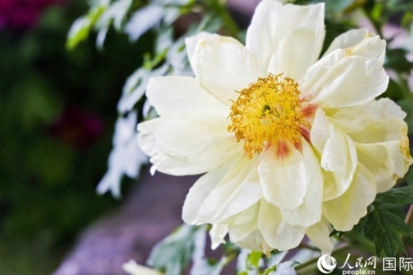 洛陽國家牡丹園牡丹盛開。 人民網(wǎng)記者 魯揚攝