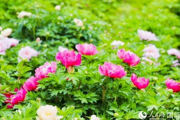 洛陽國家牡丹園牡丹盛開。 人民網(wǎng)記者 魯揚攝