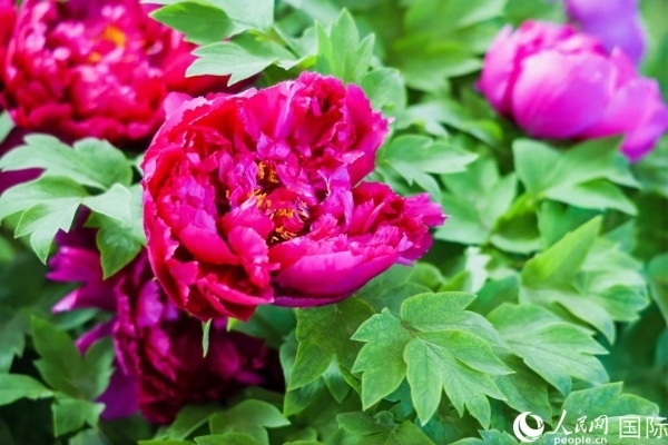 洛陽國家牡丹園牡丹盛開。 人民網(wǎng)記者 魯揚攝