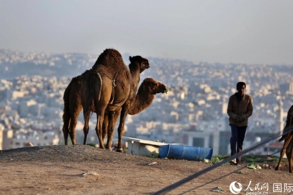 約旦首都阿曼街頭的駱駝。人民網(wǎng) 納達爾·達烏德攝