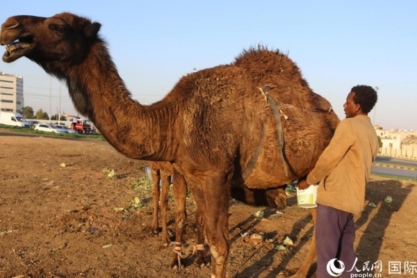 工人在給駱駝擠奶。人民網(wǎng) 納達爾·達烏德攝