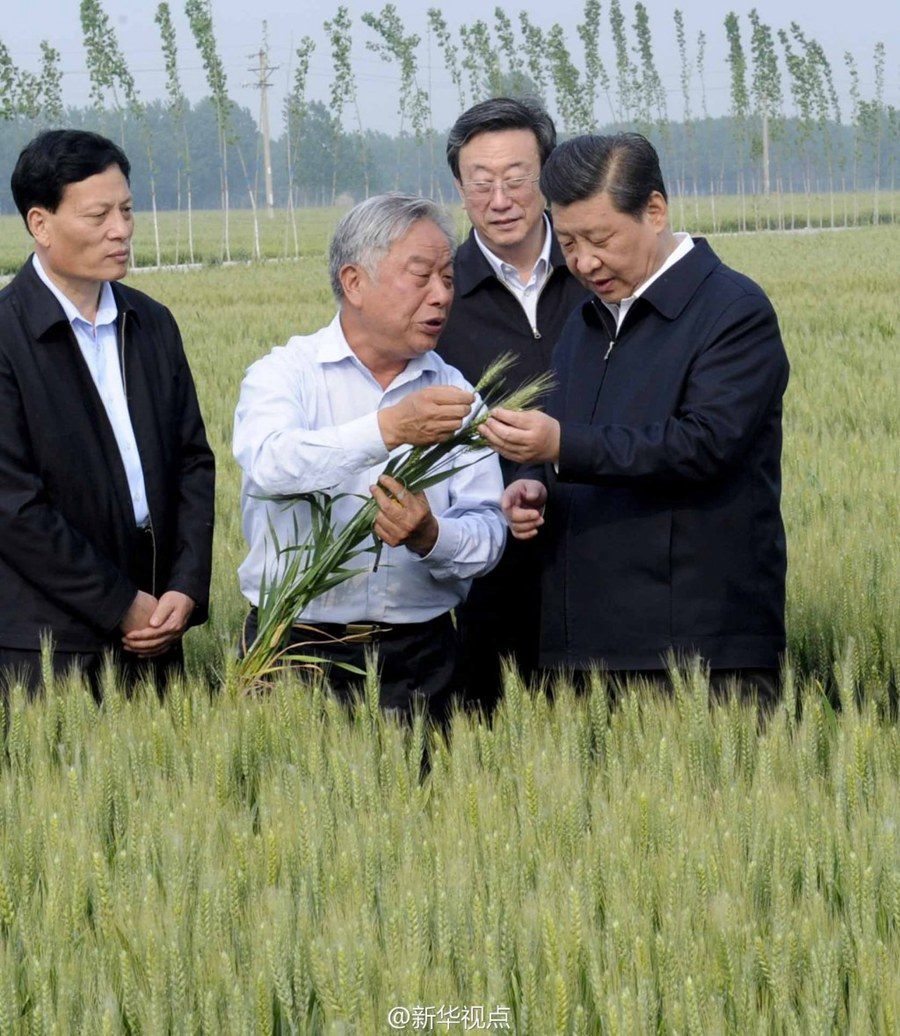 2014年5月，習(xí)近平總書(shū)記在河南省尉氏縣張市鎮(zhèn)高標(biāo)準(zhǔn)糧田察看小麥長(zhǎng)勢(shì)。