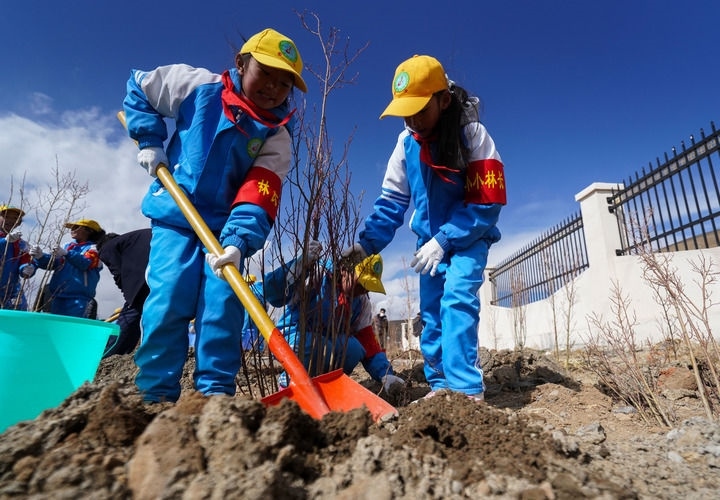 2025年4月25日，西藏那曲市小學(xué)生在植樹。新華社記者 晉美多吉 攝