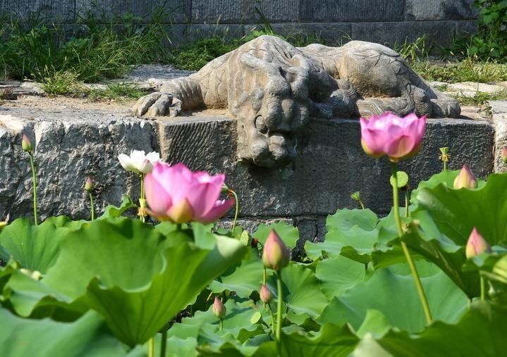 萬寧橋位于北京地安門外大街中部、什剎海東岸，是北京中軸線上最古老的橋梁，至今已有700多年歷史。近年來，北京市持續(xù)為萬寧橋“瘦身減負(fù)”，橋體風(fēng)貌得以完整展現(xiàn)，方便游客走近欣賞，深入了解古橋承載的價(jià)值和內(nèi)涵。這是2023年7月18日拍攝的北京萬寧橋橋東的鎮(zhèn)水獸。
